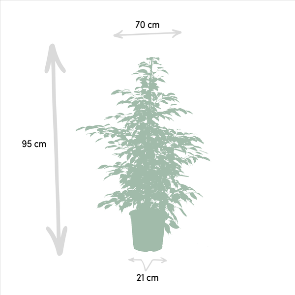 Pflanzenset Ficus Benjamina Danielle + Twilight + Microcarpa Moclame – Zimmerpflanzen – je Ø21cm – ca. 95cm Höhe – Luftreinigende grüne Schönheiten für helle Innenräume 