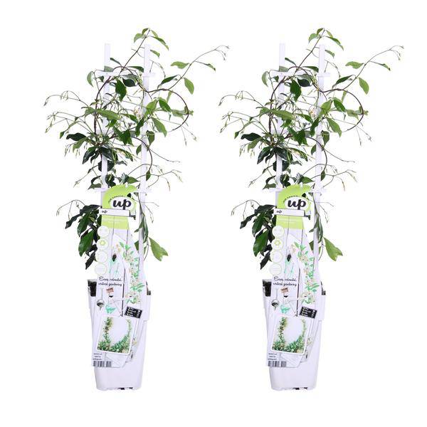 Sternjasmin Trachelospermum 'Star of Venice' – 2er-Set – ca. 65cm hoch Ø15cm – Duftende, winterharte Kletterpflanze – Immergrün – Für Balkon, Terrasse & Garten 