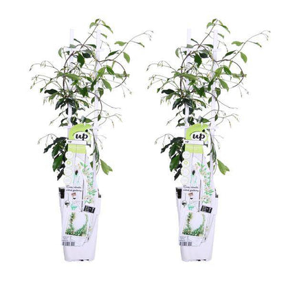 Sternjasmin Trachelospermum 'Star of Venice' – 2er-Set – ca. 65cm hoch Ø15cm – Duftende, winterharte Kletterpflanze – Immergrün – Für Balkon, Terrasse & Garten 