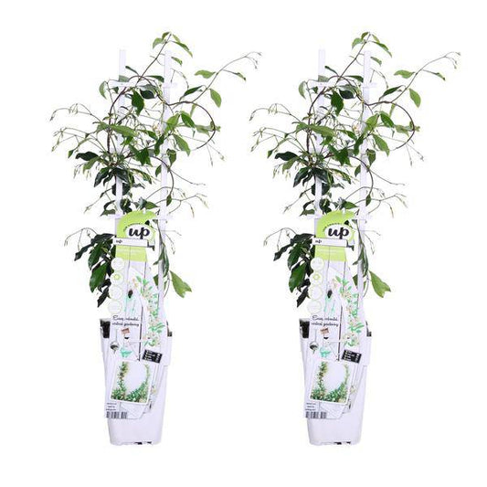 Sternjasmin Trachelospermum 'Star of Venice' – 2er-Set – ca. 65cm hoch Ø15cm – Duftende, winterharte Kletterpflanze – Immergrün – Für Balkon, Terrasse & Garten 