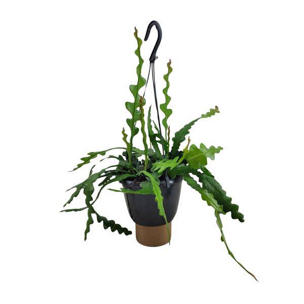 Sägeblattkaktus - Epiphyllum Anguliger - Zimmerpflanze - Ø14cm - ↕35cm 