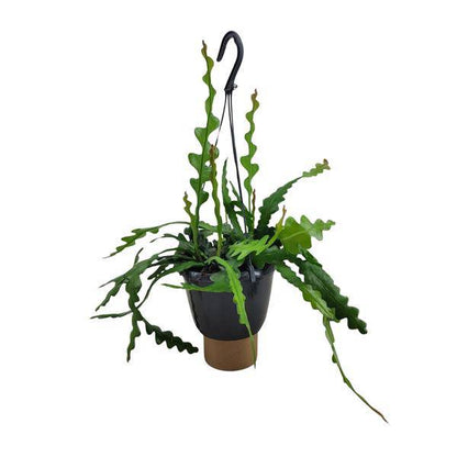 Sägeblattkaktus - Epiphyllum Anguliger - Zimmerpflanze - Ø14cm - ↕35cm 
