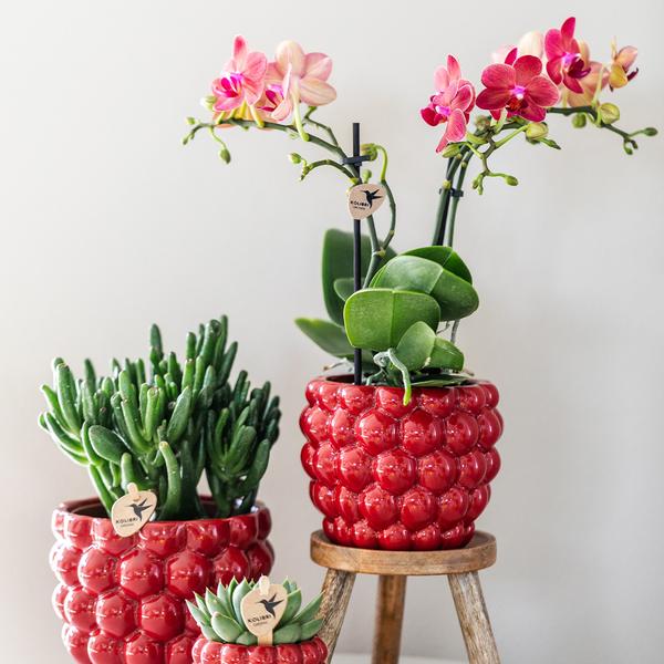Phalaenopsis Orchidee Rot - Kongo + Beeren-Ziertopf - Topfgröße Ø9cm - 40cm - blühende Zimmerpflanze 