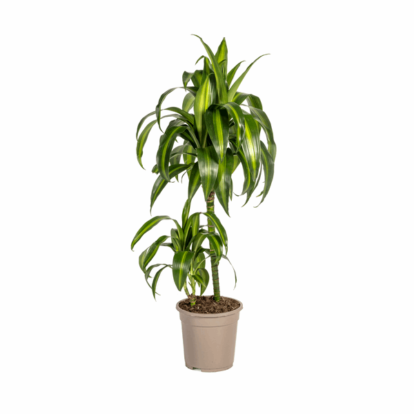 Dracaena Deremensis Hawaiian Sunshine – Drachenbaum – Ø19cm – ↕70-90cm – Tropische Zimmerpflanze mit zweifarbigen Blättern – Pflegeleicht & luftreinigend 