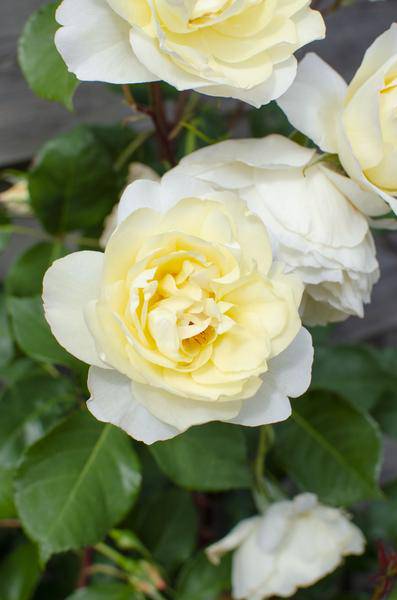Rose - Rosa Crazy in love 'Vanilla' - Creme-Rose - Ø15cm - ↕65cm 