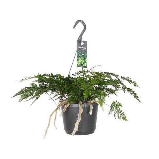 Hasenpfotenfarn - Davallia Bullata - Zimmerpflanze - Ø17cm - ↕30cm 