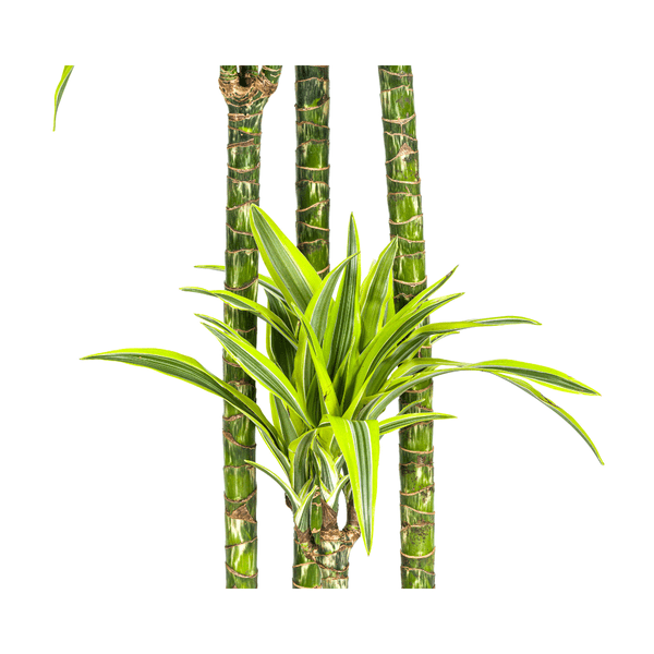 Drachenbaum Dracaena Deremensis Lemon Lime – Zimmerpflanze – Ø27 cm Topf – 180 cm hoch – dekorative Blattpflanze mit lebhaften Grüntönen 