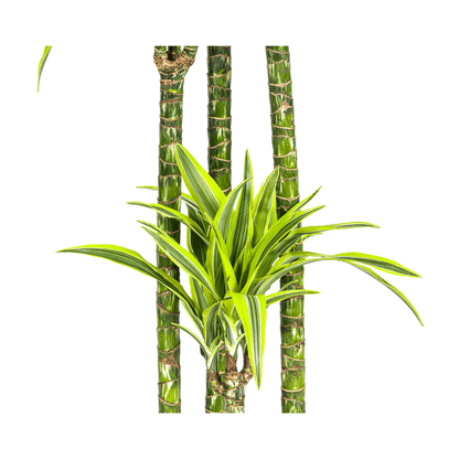 Drachenbaum Dracaena Deremensis Lemon Lime – Zimmerpflanze – Ø27 cm Topf – 180 cm hoch – dekorative Blattpflanze mit lebhaften Grüntönen 