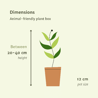 Tierfreundliche Pflanzenset - Ø12cm - ↕20-40cm - 4 Pflanzen 