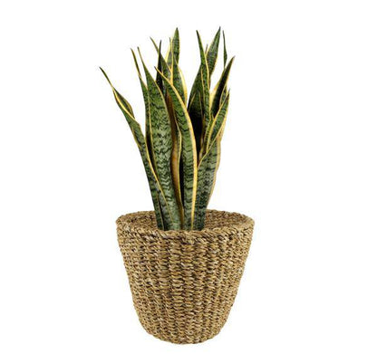 Korb - Hellbraun - Jip Natur - L - H25cm - B30cm 
