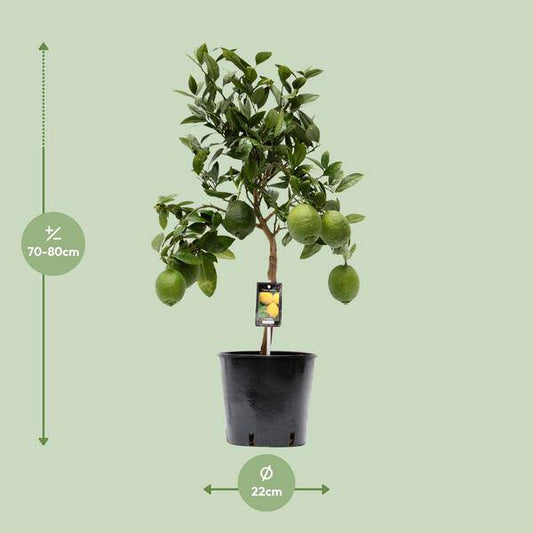 Zitronenbaum - Zitrusfrucht Zitrone - Zimmerpflanze - Ø22cm - ↕80cm 