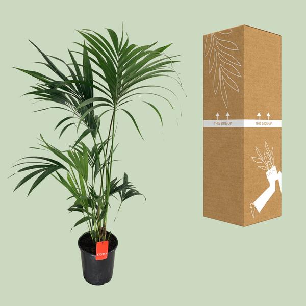 Kentiapalme - Howea Forsteriana - Zimmerpflanze - Ø24cm - ↕130cm 