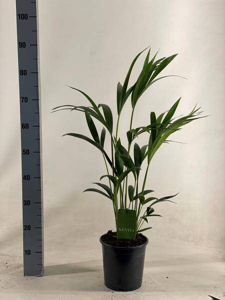 Kentiapalme – Howea Forsteriana – Zimmerpflanze – Ø19cm – ↕90cm - Elegante, pflegeleichte Palme für stilvolle Wohnräume 