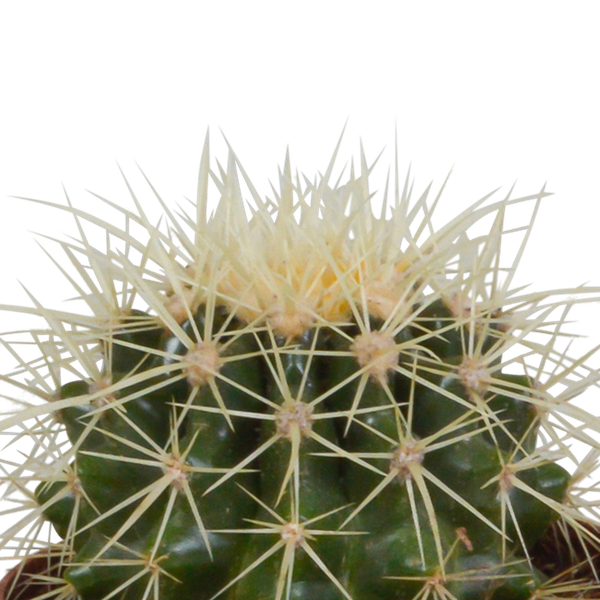 Kaktus - Bolcactus - Mix - 8,5 cm - Zimmerpflanze - im Terrakotta-Topf 