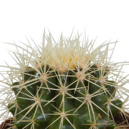 Kaktus - Bolcactus - Mix - 8,5 cm - Zimmerpflanze - im Terrakotta-Topf 