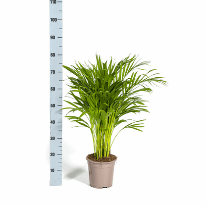 Dypsis Areca Lutescens – Goldfruchtpalme – Zimmerpflanze Ø19cm ↕80-100cm – Federartige Blätter – Tropisches Flair – Pflegeleicht 