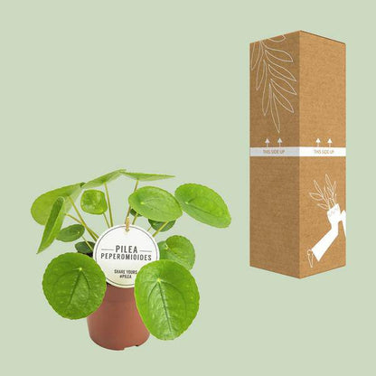 Chinesischer Geldbaum - Pilea Peperomioides - Zimmerpflanze - Ø13cm - ↕20cm 