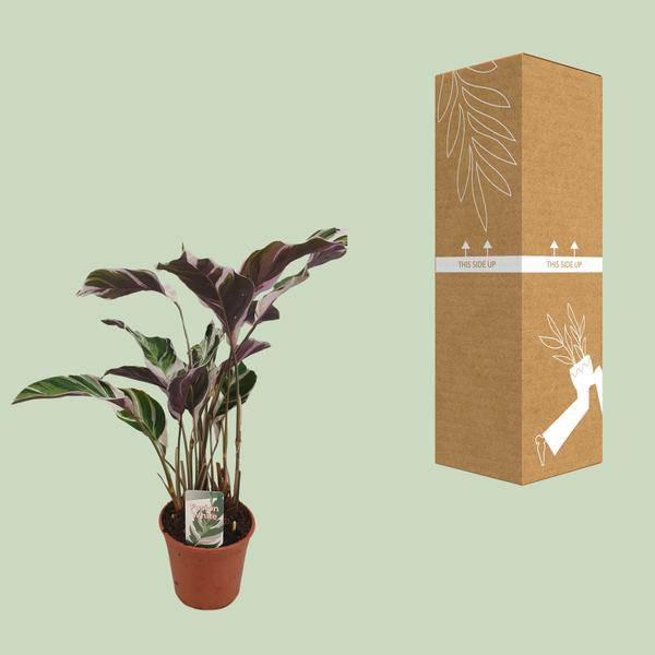 Korbmarante - Calathea Fusion Weiß Basic - Zimmerpflanze - Ø14cm - ↕40cm 