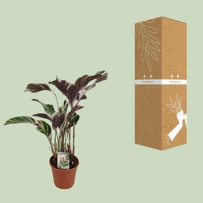 Korbmarante - Calathea Fusion Weiß Basic - Zimmerpflanze - Ø14cm - ↕40cm 