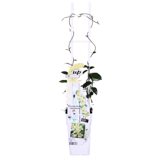 Sternjasmin Trachelospermum 'Star of Toscana' – 2er-Set – ca. 65cm hoch Ø15cm – Immergrüne, winterharte Kletterpflanze mit duftenden gelben Blüten – Für Balkon, Terrasse & Garten 