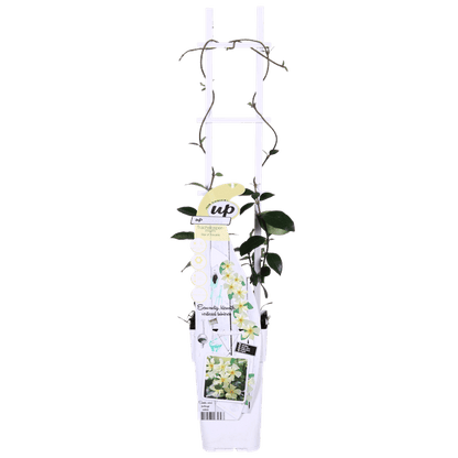 Sternjasmin Trachelospermum 'Star of Toscana' – 2er-Set – ca. 65cm hoch Ø15cm – Immergrüne, winterharte Kletterpflanze mit duftenden gelben Blüten – Für Balkon, Terrasse & Garten 