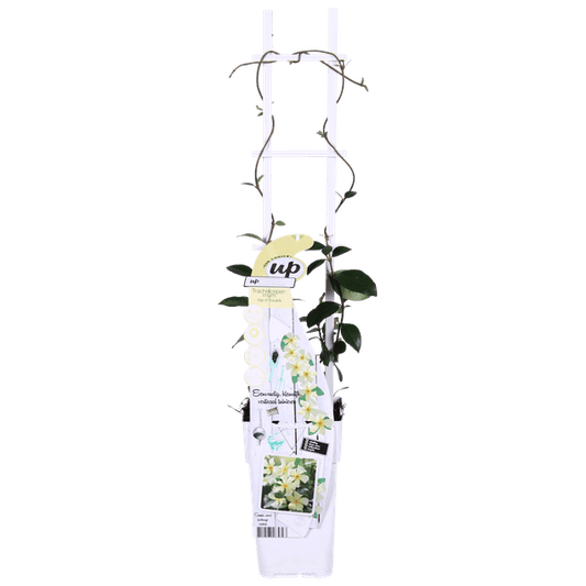 Sternjasmin Trachelospermum 'Star of Toscana' – 2er-Set – ca. 65cm hoch Ø15cm – Immergrüne, winterharte Kletterpflanze mit duftenden gelben Blüten – Für Balkon, Terrasse & Garten 