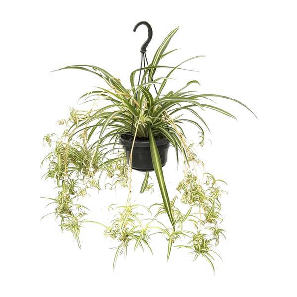 Grünlilie - Chlorophytum Comosum Variegatum - Zimmerpflanze - Ø14cm - ↕55cm 