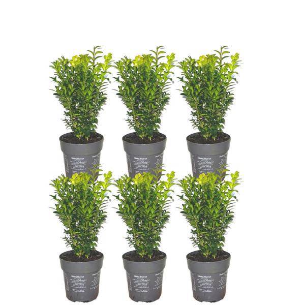 Buchsbaum - Buxus Sempervirens Hecke - 1 Meter  - ↕ 20 cm - Ø12 cm - 6 Pflanzen 