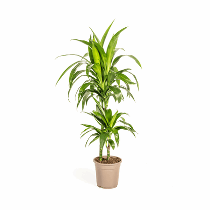 Dracaena Deremensis Lisa – Drachenbaum – Ø19cm – ↕70-90cm – Elegante Zimmerpflanze mit dunkelgrünen Blättern – Pflegeleicht & luftreinigend 