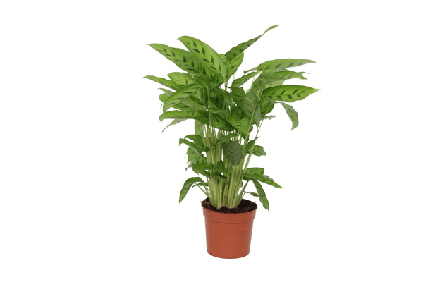 Calathea Leopardina – Leoparden-Korbmarante – Zimmerpflanze – Ø12cm – Höhe ca. 35cm – Exotische Blattschmuckpflanze – Für Wohnzimmer, Bad & Büro – Pflegeleicht & luftreinigend 