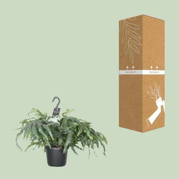 Tüpfelfarn – Phlebodium Aureum Blue Star – Zimmerpflanze – Ø17cm ↕50cm – Luftreinigender Goldfarn – Pflegeleicht – Blaue Wedel 