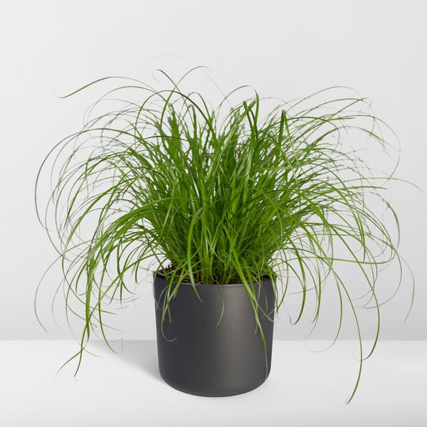 Katzengras – Cyperus alternifolius – Ø12cm x H20cm – Wechselblättriges Zyperngras als Zimmerpflanze – Ungiftig für Katzen – Im Pflanztopf – Direkt aus der Gärtnerei 
