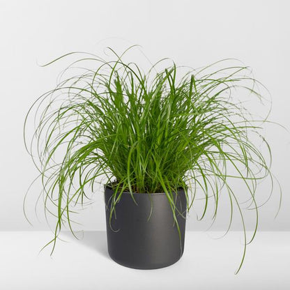 Katzengras – Cyperus alternifolius – Ø12cm x H20cm – Wechselblättriges Zyperngras als Zimmerpflanze – Ungiftig für Katzen – Im Pflanztopf – Direkt aus der Gärtnerei 
