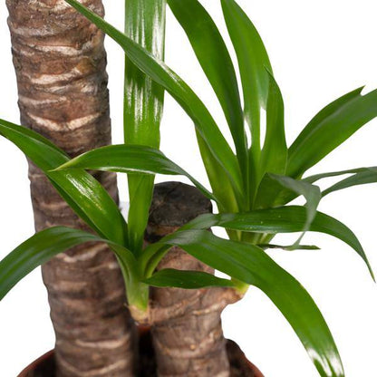 Palmlilie (Yucca Elephantipes) – Zimmerpflanze – Ø17cm Topf – ↕85cm – Sonnenliebende Yucca – Pflegeleicht & Trockenheitsresistent – Tropisches Flair für Innenräume 