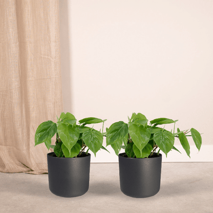Baumfreund - Philodendron Scandens - Zimmerpflanze - 5cm - ø12cm - 2 Stück 