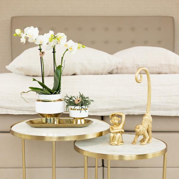 Weiße Phalaenopsis Orchidee Amabilis – 2–3 Zweige – Ø9cm Le Chic Deko-Topf – Gold mit weißen Details – Blühende Zimmerpflanze – 40cm hoch 