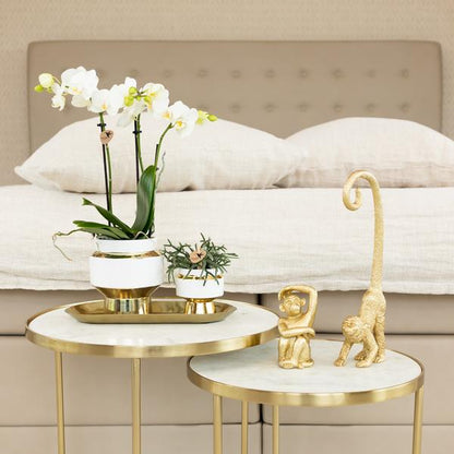 Weiße Phalaenopsis Orchidee Amabilis – 2–3 Zweige – Ø9cm Le Chic Deko-Topf – Gold mit weißen Details – Blühende Zimmerpflanze – 40cm hoch 