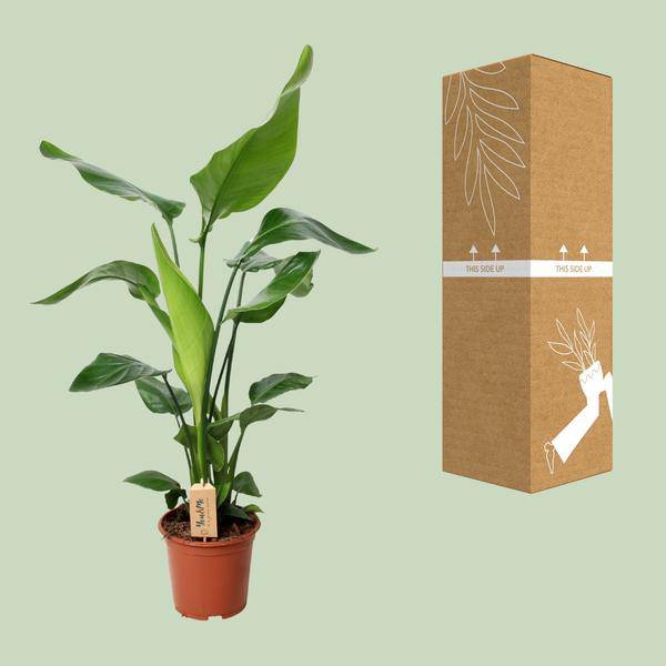 Baum-Strelitzie - Strelitzia Nicolai - Zimmerpflanze - Ø19cm - ↕90cm 