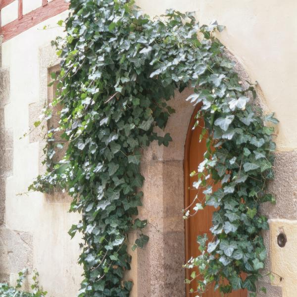 Hedera helix 'Glacier' – Weißgrüner Efeu – Ø9cm – ↕10-25cm – 6 Pflanzen – Bodendecker & pflegeleicht – schnellwachsend 