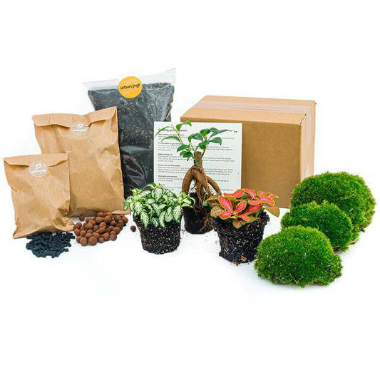 Flaschengarten Ficus Ginseng Bonsai – Nachfüllpackung & Starter Kit – DIY Pflanzenterrarium Set – Komplettset mit Terrarienpflanzen, Aktivkohle & Zubehör – Mini-Ökosystem zum Selberbauen 