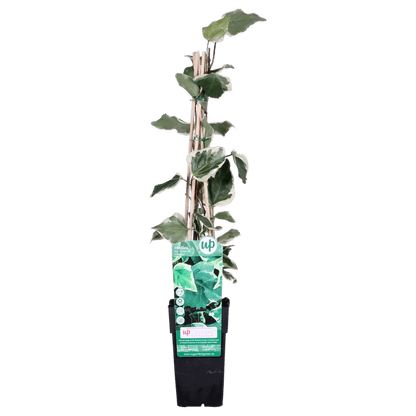 Bunter Efeu - Hedera algeriensis 'Gloire de Maren' - Ø15cm - ↕65cm 
