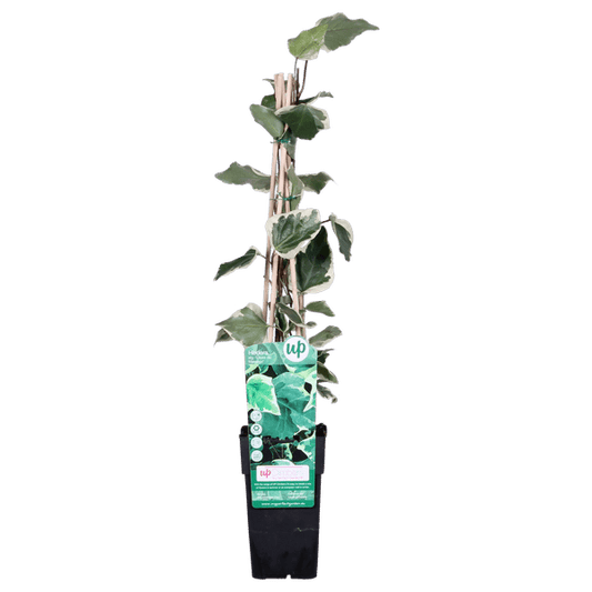 Bunter Efeu - Hedera algeriensis 'Gloire de Maren' - Ø15cm - ↕65cm 