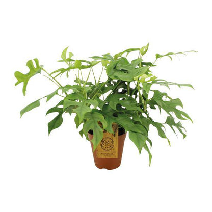 Fensterblatt Monstera Minima – Zimmerpflanze – Ø15cm – 40 cm hoch – Halbschatten – Pflegeleicht – Gefensterte Blätter 