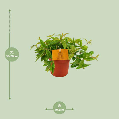 Peperomia 'Angulata Rocca Vivace' – Zwergpfeffer Zimmerpflanze – Ø11cm – ca. 15cm hoch – Pflegeleichte Blattschmuckpflanze für schattige Innenräume – Kompakt & dekorativ 