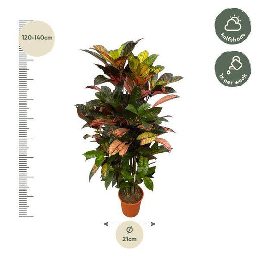 Codiaeum Croton Iceton – Wunderstrauch – Bunte Zimmerpflanze mit Farbspiel – Exotische Blätter – Ø24cm – ↕120cm 