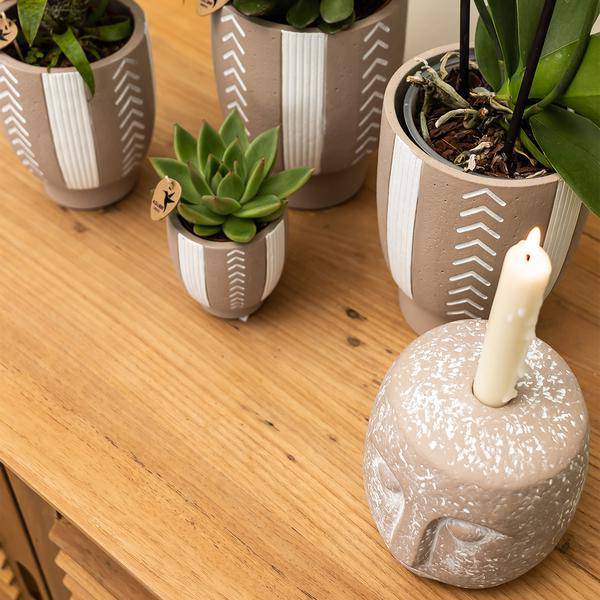 Sukkulente Echeveria Miranda – Grüne Zimmerpflanze – Rosettenform – Ø9cm – Pflegeleicht & Dekorativ 
