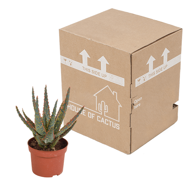 Sukkulente - Aloe Zebrina Dannyz - 10,5cm - Zimmerpflanze 