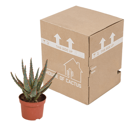 Sukkulente - Aloe Zebrina Dannyz - 10,5cm - Zimmerpflanze 