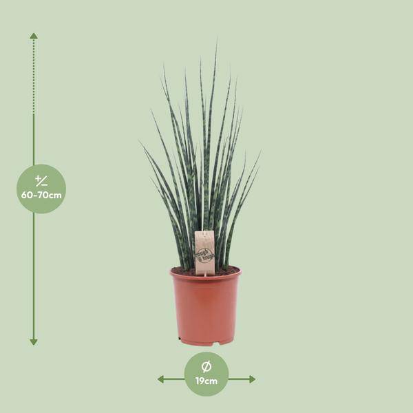Bogenhanf - Sansevieria Fernholz Mikado - Zimmerpflanze - Ø19cm - ↕80cm 