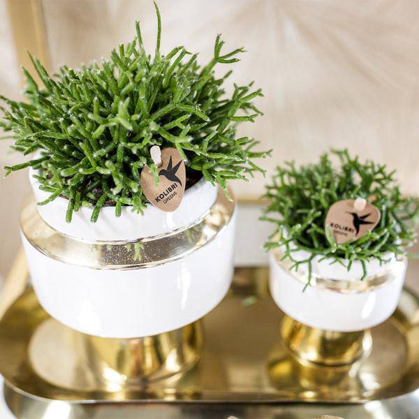 Sukkulenten 2er-Set in eleganten Le Chic Keramiktöpfen – Ø9 cm – Pflegeleichte Grünpflanzen – Weiß mit goldenen Details – Dekoratives Pflanzen-Set für Zuhause & Büro 